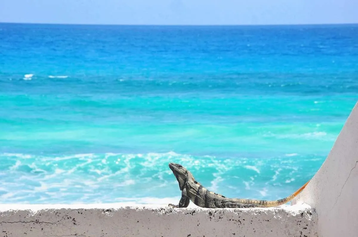 Casa Alkimia Oceanfront Hotel Isla Mujeres Guest house